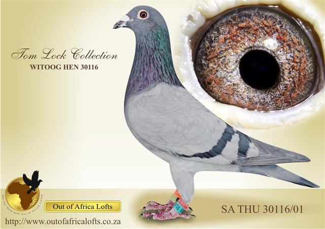We have decided that the time has come for us to start concentrating on building our own pigeon family based on all our own ACE PIGEONS, and their parents.We have purchased back all the sires and dams of various SANPO ACE PIGEONS. Read more inside.