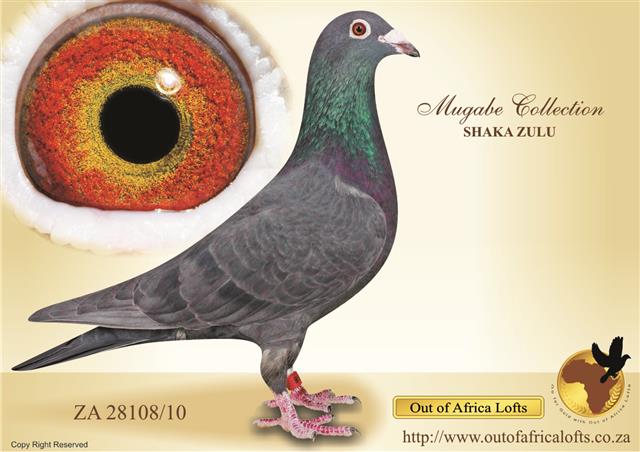 ZA  GRPA 03841/12 -Top Racer. 2 x Winner. The sire is a linebred MUGABE, and the dam is a DE FROE hen.Both bred from Out of Africa Stock. Congratulations to D. De Beer & G. Lopez! His grandsire, SHAKA ZULU is for sale. See FIXED PRICE AUCTIONS