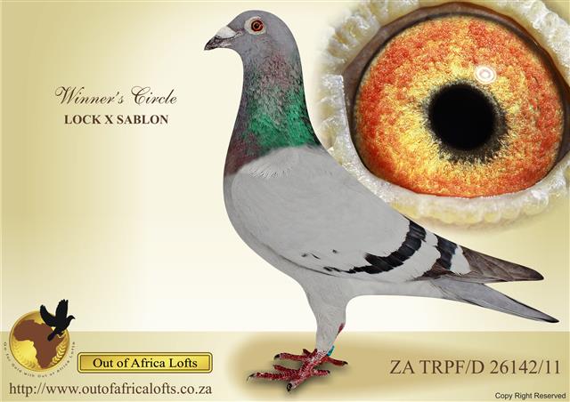 Two nestmates are 2nd and 3rd Best Birds Zululand Combine ARE BRED OF 2 PIGEONS PURCHASED ON OOA Site. The dam was a 2 x Winner, and Gdtr to the R80K cock, and Sterke Line Sablon.See dam's pedigree. 
