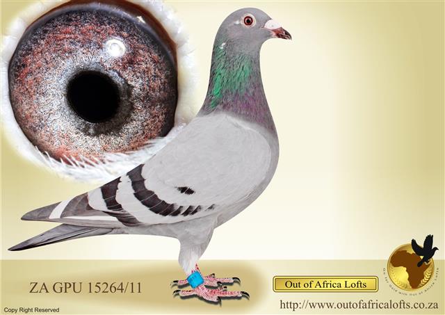 One of our own Ace Pigeons being used in our breeding program to create our own unique Ace Pigeon Family.ZA GPU 15264/11-4 x Club, 1st OVERALL ACE PIGEON THU Y/B SERIES 2012 & 1st ACE PIGEON MIDDLE DISTANCE THU Y/ BIRD SERIES 2012