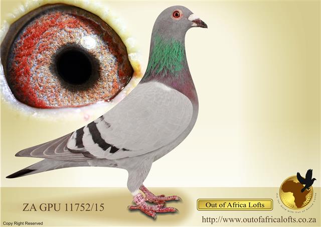 See our FIXED AUCTION.  Bred for stock to our ACE PIGEONS. In this hen's pedigree are 3 ACE PIGEONS, and brother to another 2 x SANPO GOLD MEDAL. 3 M/D ACES LINE-Niece Carnival Winner for Bernard Davel. 