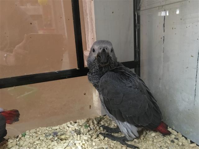 10 WEEK OLD AFRICAN GREY. 2 FEEDS PER DAY. MAKES GREAT PETS.COME AND VIEW ME AT OUT OF AFRICA PETS - 5 MADELEY ROAD STRUBENVALE SPRINGS!! - Egbert CELL: 084 2000 667