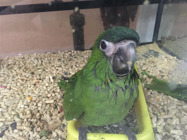 HAND REARED HAHN MACAW. 10 WEEKS OLD. GREAT PETS. Come visit me at OUT OF AFRICA PETS, 5 Madeley road, Strubenvale Springs. Egbert CELL 0842000667. I am for sale. 