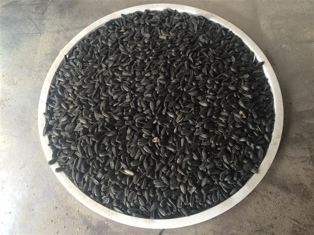 TOP QUALITY BLACK SUNFLOWER in stock. Wes till have limited quantities in stock. Place your orders in time to avoid dissapointment. R265 per 25kg bag for 10 or more bags. Contact Egbert 0842000667 or email outafric@mweb.co.za