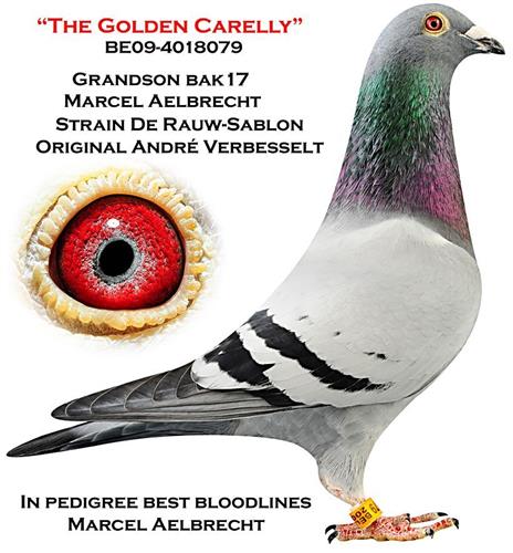 The GOLDEN CARELLY SUPER COCK progeny has to date bred 14 known & different top 10 Ace Pigeons.