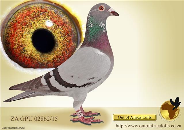 ZA GPU 02862/15 - SUPER RACER. 10th Club Ace Young Bird Series 2016  1/2 Brother x 1/2 Sister R80 000 cock T Locks. A racing machine as inbred. See her eye for class....OUT OF AFRICA'S GOLD........:)...Babies from her available soon. 