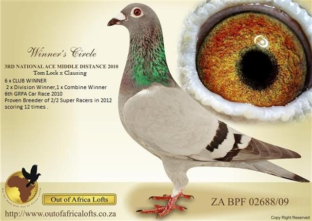 ZA BPF/D 02688/09 - 6 X CLUB WINNER & 3rd National Ace Pigeon Middle Distance 2010. Super racer and breeder. her sire is full brother to 2 x winner, SA THU 1648/03, CLICK HEN TO R80K COCK.!!