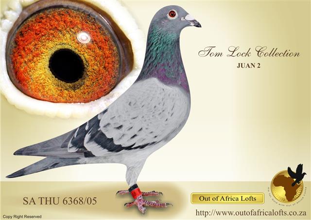 SA THU 6368/05 - JUAN 2 -SUPERBREEDER. Son to R100 000 EGG COCK X 30116. Sire to o.a ZA THU 10097/08, 2 X Winner.1st National Ace Pigeon Short Distance (SANPO GOLD MEDAL) 2010 & 1st National Ace Pigeon All Distances (SANPO GOLD MEDAL) 2010