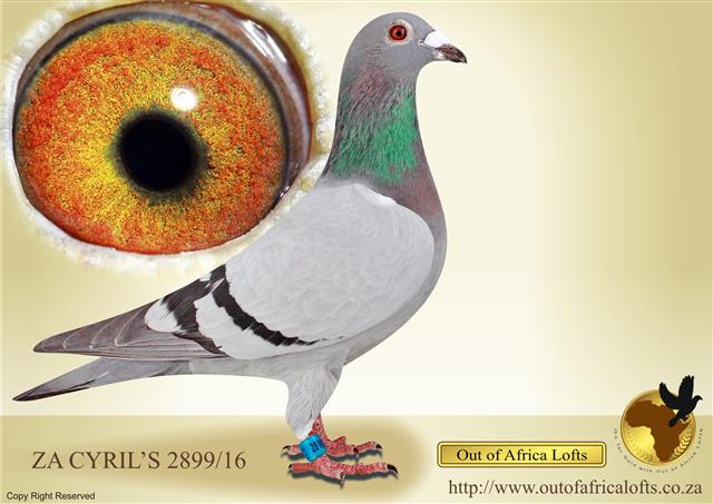 ZA CYRILS 2899/16 - Dam to  9th Ace Pigeon Club for a client. Her full brother is currently on LIVE AUCTION, STERKE ACES - Great genetics! A MUST! ZA GPU 04490/14!! No wonder. 2 ACE PIGEONS in the pedigree!!