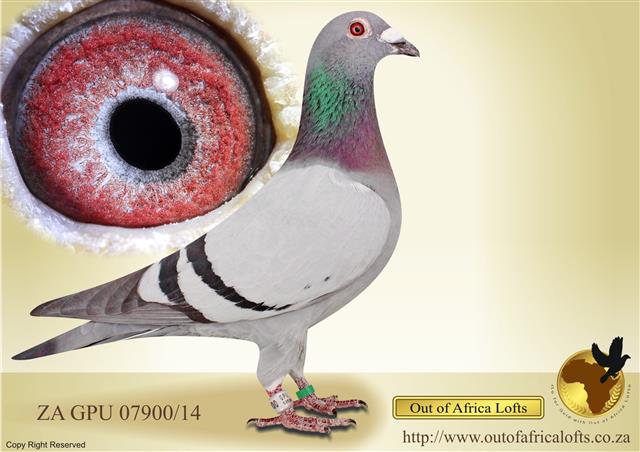 Grandson to GOLDEN CARELLY - ZA GPU 07900/13 - Sire to 9th Ace Pigeon Club for a client. Purchased on our site. See attached pedigree. 