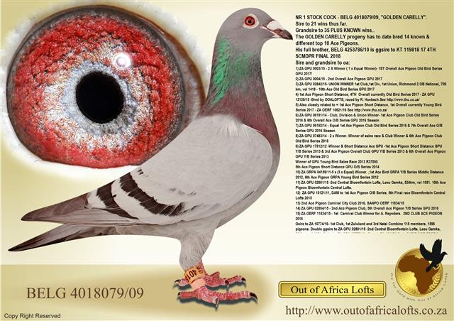 BISHOP CIRCLE inside the pupil - STRONG, THICK and jagged... GOLDEN CARELLY has bred SHORT, MIDDLE and OVERALL ACE PIGEONS. He has speed and Distance SIGN X THICK BISHOP!!!