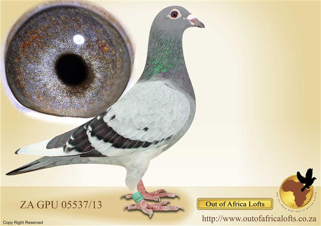 Proven breeder daughter to TWO Different Ace Pigeons! Proven breeder. Just look at this hen's special eye!! what a BEAUTY!! See our LIVE AUCTIONS for a direct daughter to her, SPLASH EYE!! 
