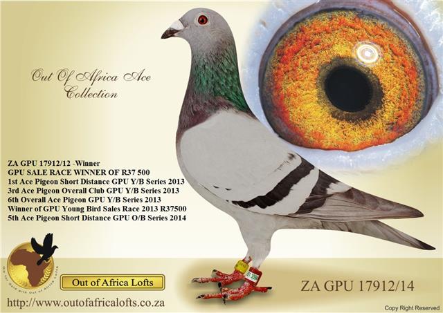 See our LIVE AUCTIONS for direct daughter to super racer, and now SUPERBREEDER, ZA GPU 17912/12 - 