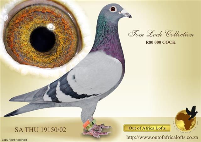 The R80 000 COCK LINE has once again proven that they are some of the very best pigeons in S.A., 10 years after Tom Lock's death. The past weekend three of his progeny won Union races for different fanciers, as well as a R20 000 SALES RACE! SUPER PIGEONS!