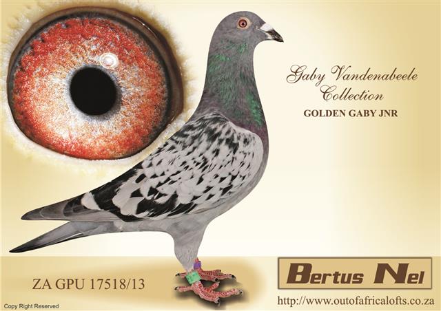 GABY VANDENABEELE ex AJ Nel- sold on Out of Africa’s website on 14 February 2014 for R2 500. Retief Joubert of Wellington bought him. He is the father of BDU 14/1280, winner of two WCPTA races this season.