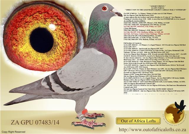 ZA GPU 07483/14 - 2 x Winner. Winner of sales race & Club Winner.6th Ace Pigeon Club Old Bird Series 2016 A super pigeon like his brothers and sisters.Winning at velocities from 1235 - 1468.Son of the best SUPERPAIR ever owned!GOLDEN CARELLY SUPER PAIR!